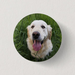 Smilande Golden Retriever Knapp