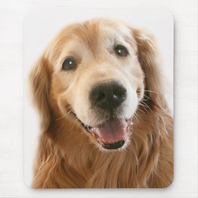 Smilande Golden Retriever Musmatta (Framsidan)
