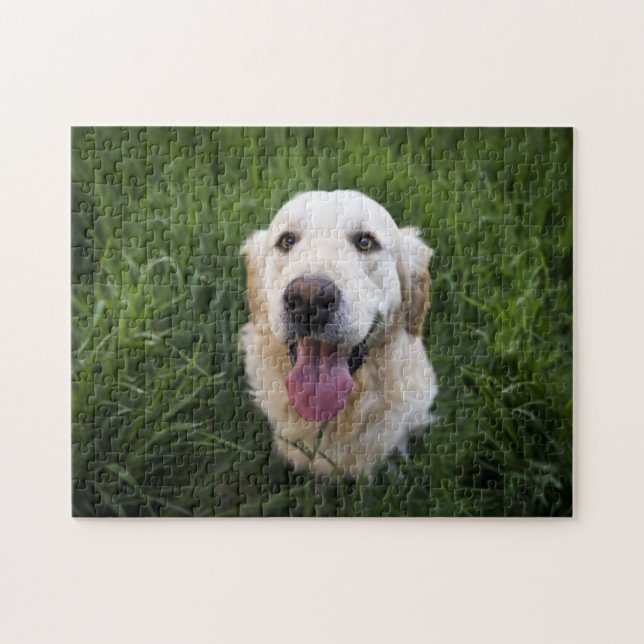 Smilande Golden Retriever Pussel (Horisontell)