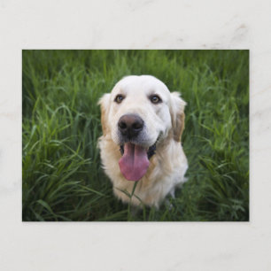 Smilande Golden Retriever Vykort