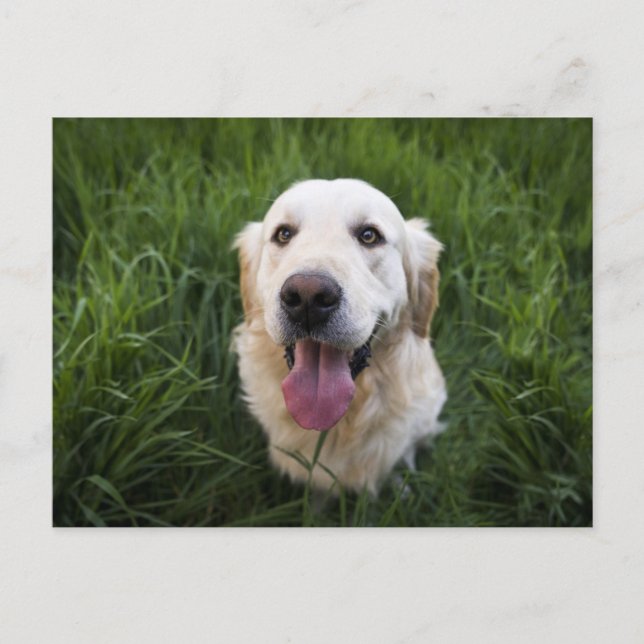Smilande Golden Retriever Vykort (Framsida)