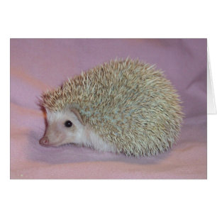 Smilande hedgehog hälsningskort
