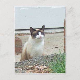 Smilande katt vykort