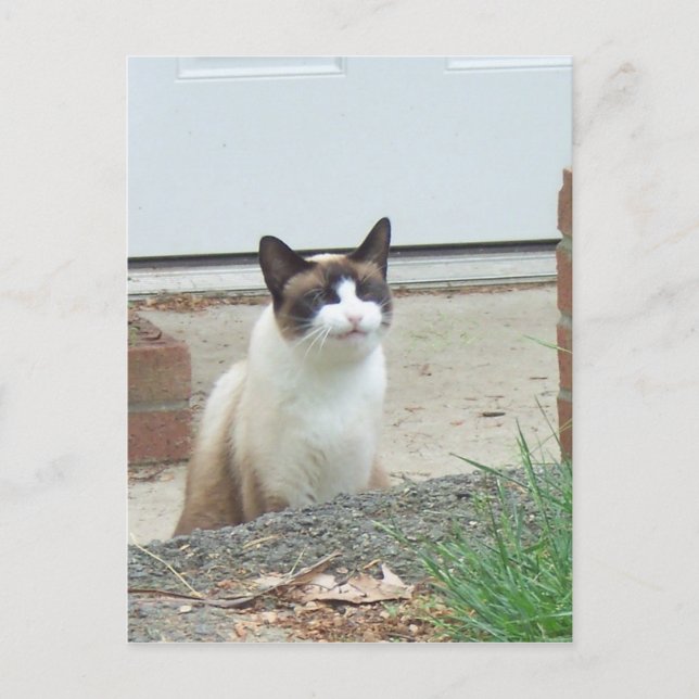 Smilande katt vykort (Framsida)