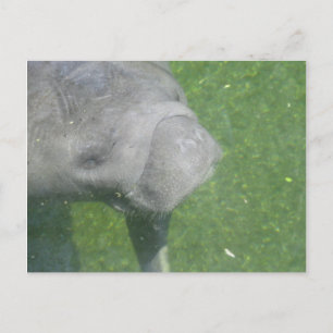 Smilande Manatee Animal Vatten Photo Vykort