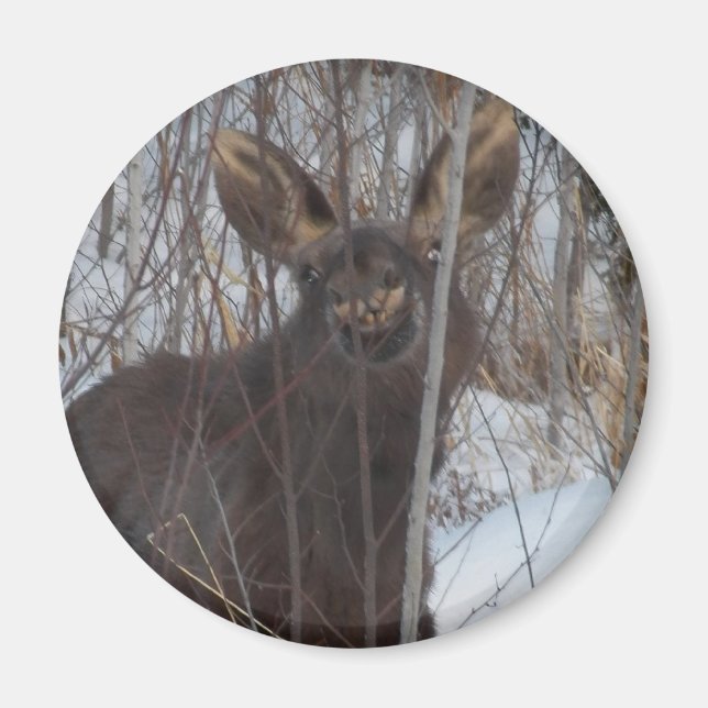 Smilande moose magnet (Framsidan)