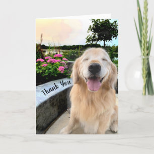 Smilda Golden Retriever vid Sunset Tack Kort
