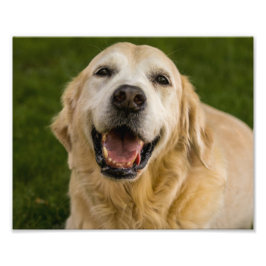 Smildrande Golden Retriever Porträtt Fototryck