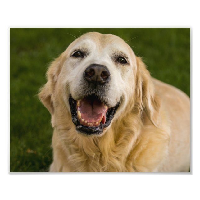 Smildrande Golden Retriever Porträtt Fototryck (Framsidan)