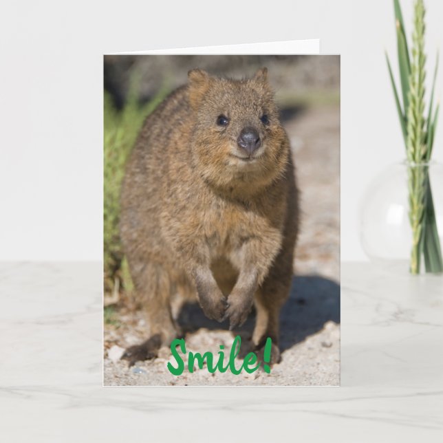 Smile/Get well Soon, Lycklig Quokka, Australien Kort (Framsida)