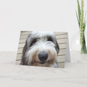 Smile Old English Sheepdog Card Kort