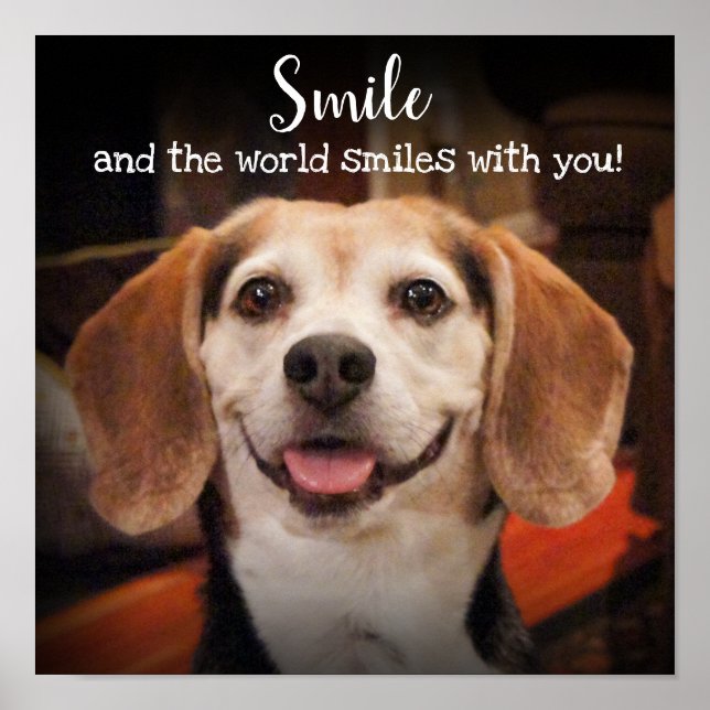 Smile Quote Cute Beagle Hund Smiling Photo Poster (Framsidan)