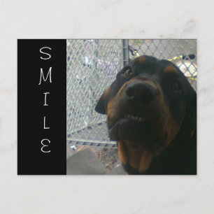 SMILE VYKORT