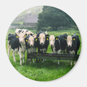 Smilen, tack! Cute cows Magnet