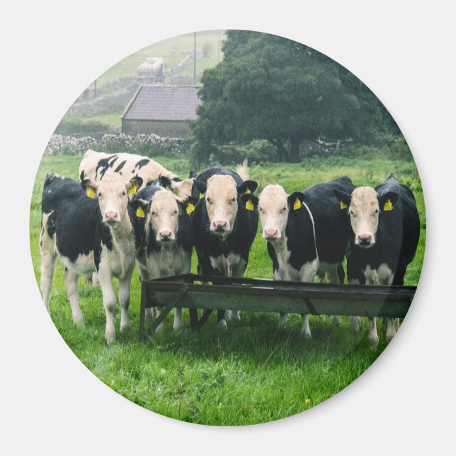 Smilen, tack! Cute cows Magnet (Framsidan)