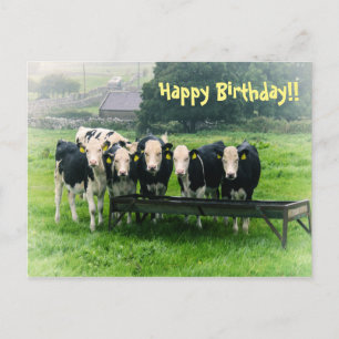 Smilen, tack! Cute cows Vykort