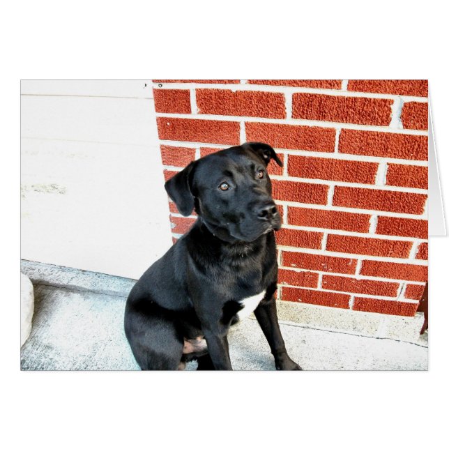 Smilen till oss Midnight! Hälsningskort (Framsidan Horizontal)