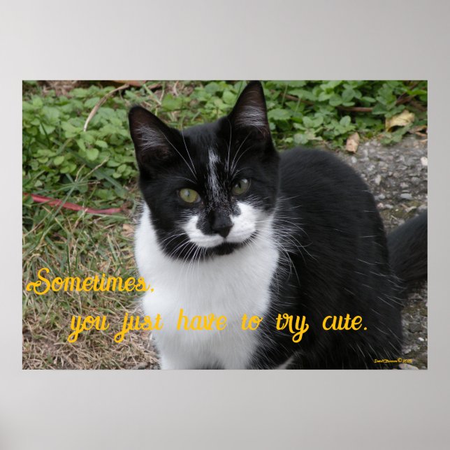 Smiler says- Sometimes, you just have to try cute. Poster (Framsidan)