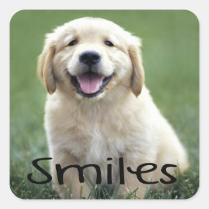 Smiles Cute Puppy Hund Hej Golden Retricher Fyrkantigt Klistermärke
