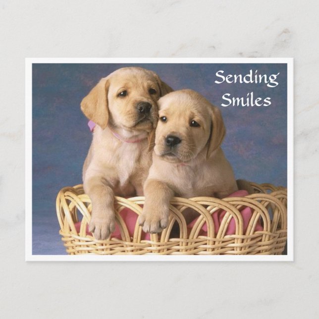 Smiles Hej Labrador Retriever Puppy-postkort Vykort (Framsida)