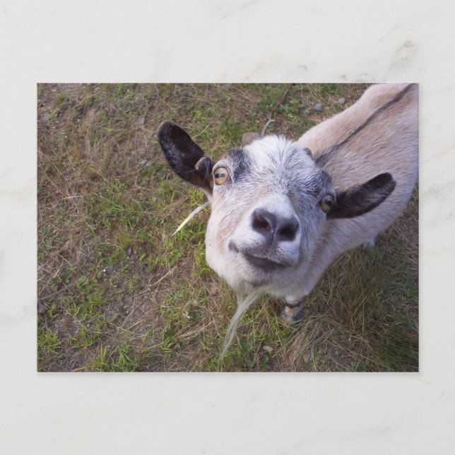 Smiles till kameran vykort (Framsida)