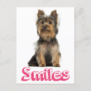 Smiles Yorkshire Terrier Puppy Hund Blank Post Car Vykort