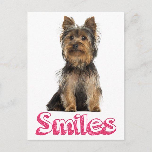 Smiles Yorkshire Terrier Puppy Hund Blank Post Car Vykort (Framsida)