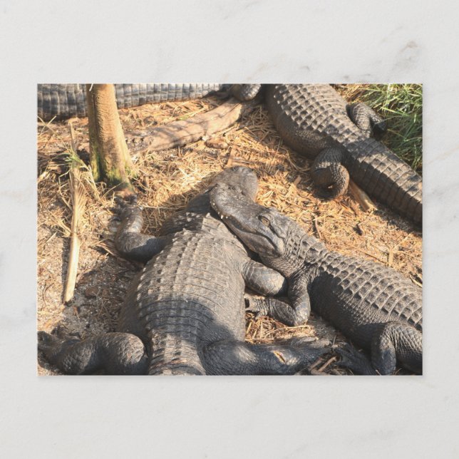 Smilin'Alligator Vykort (Framsida)