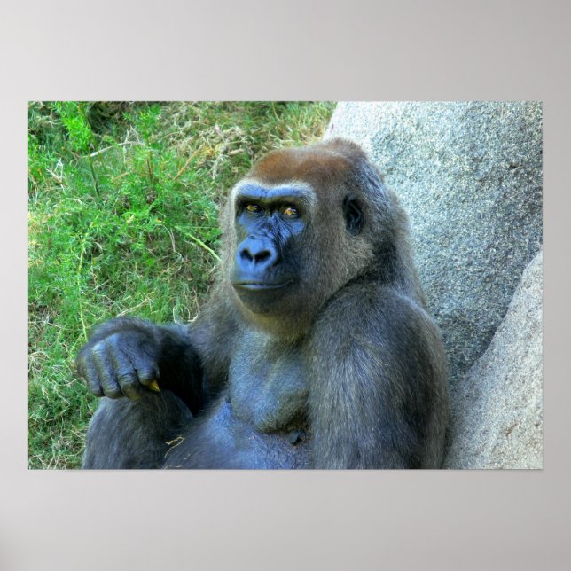 Smiling Ape Poster (Framsidan)