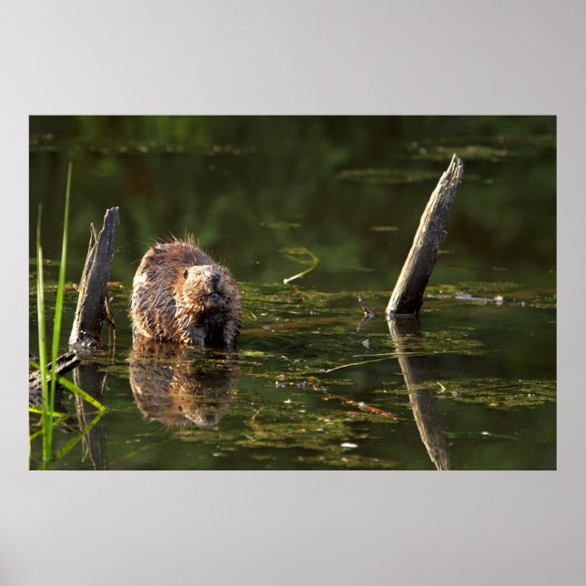 Smiling Beaver Poster (Framsidan)