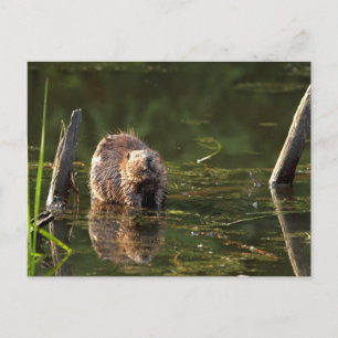 Smiling Beaver Vykort