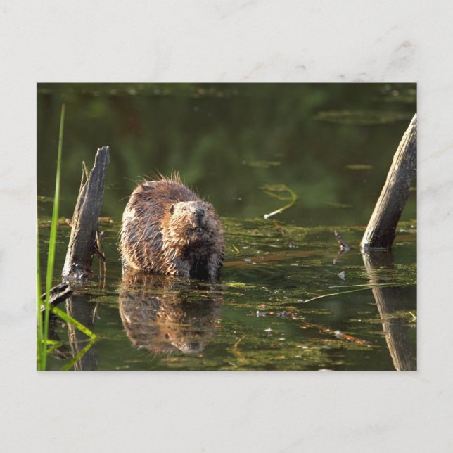 Smiling Beaver Vykort (Framsida)