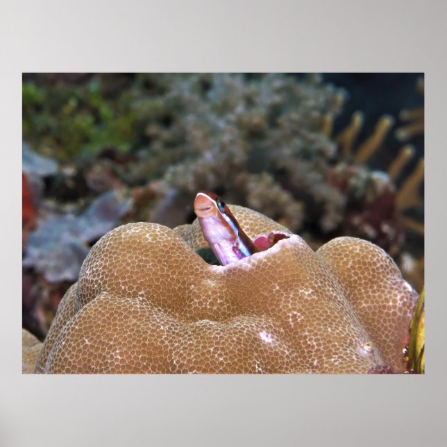 Smiling Blenny Poster (Framsidan)