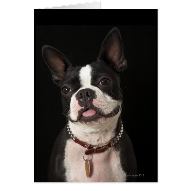 Smiling Boston Terrier Hälsningskort (Framsidan)