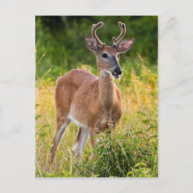 Smiling Buck Vykort (Framsida)
