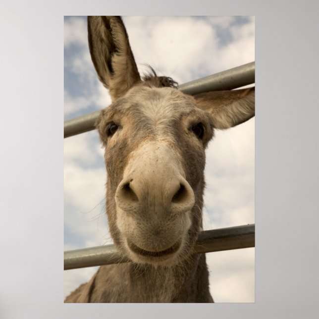 Smiling Burro Poster (Framsidan)