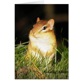 Smiling Chipmonk OBS Kort