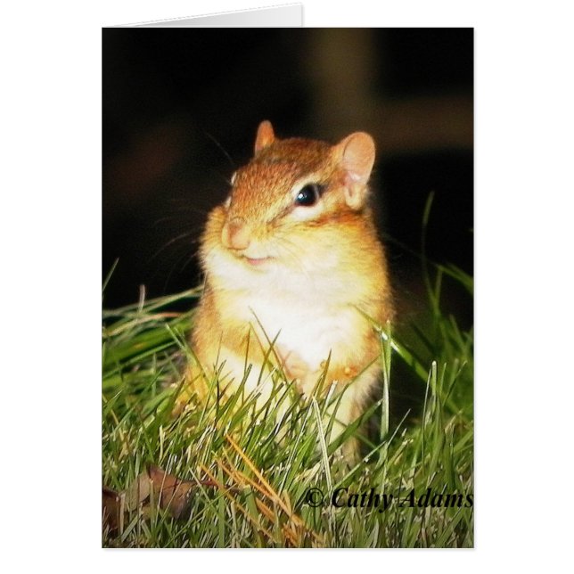 Smiling Chipmonk OBS Kort (Framsidan)