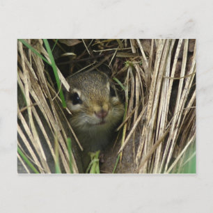 Smiling Chipmunk Vykort