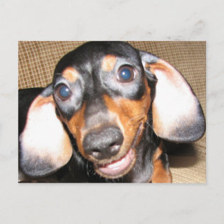 Smiling Dachshund Vykort