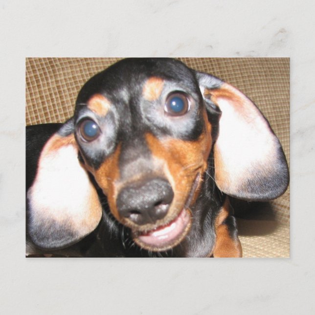 Smiling Dachshund Vykort (Framsida)
