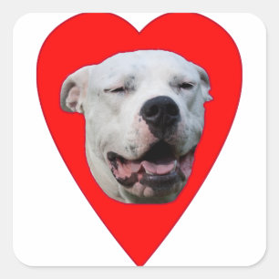 Smiling Dogo Argentino Fyrkantigt Klistermärke