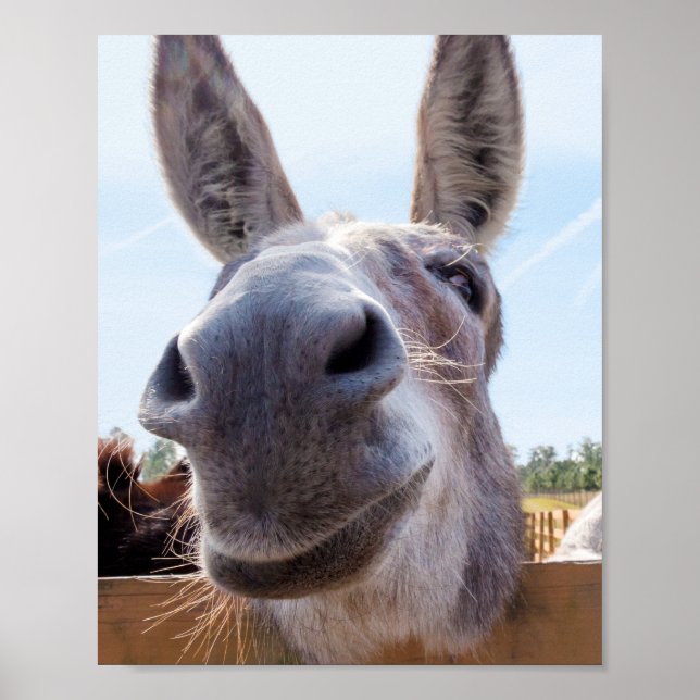 Smiling Donkey Poster (Framsidan)