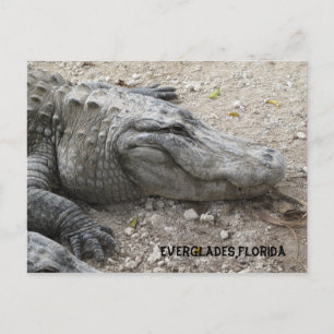 Smiling Gator Vykort