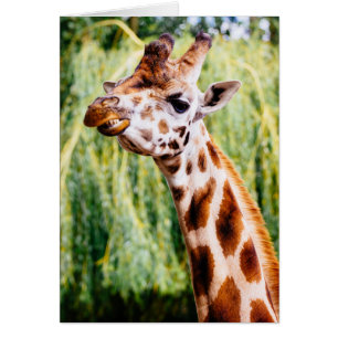 Smiling Giraffe, djur som visar sitt tjugonde Hälsningskort