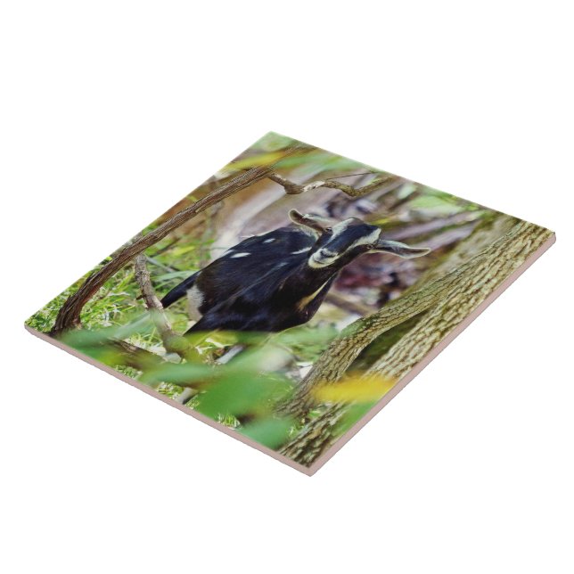 Smiling Goat Kakelplatta (Sidan)