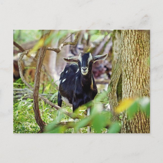 Smiling Goat Vykort (Framsida)