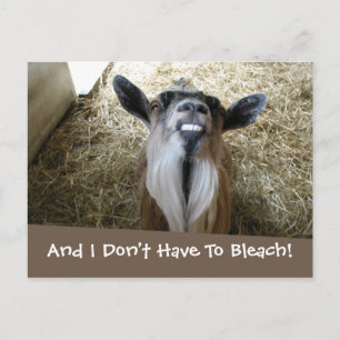 Smiling Goat Vykort