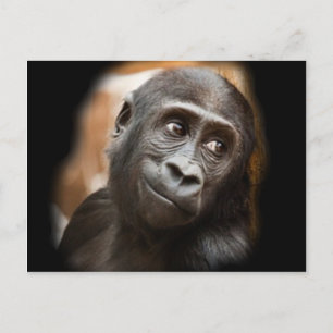 Smiling Gorilla Baby Vykort