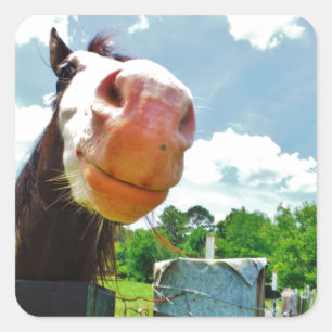 Smiling Horse Fyrkantigt Klistermärke